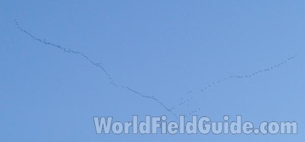 200 Flying in  Formation<br>(Location of Picture: Okangogan, Washington, USA, 2007)