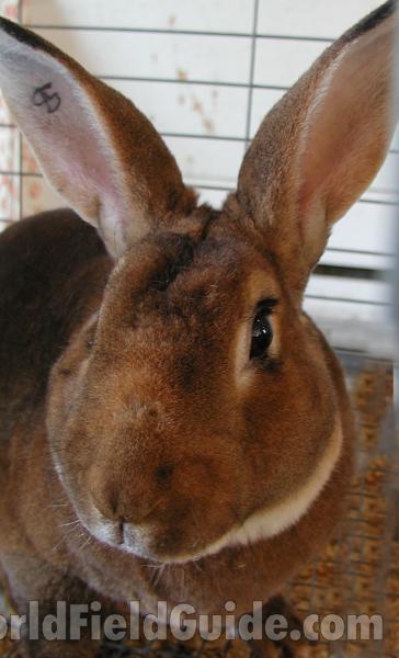 Brown<br>(Location of Picture: Fair - Okanogan, Wa, USA, 2007)