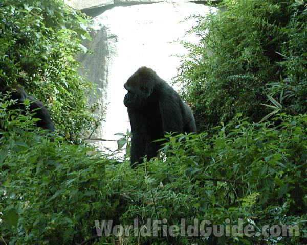 Habitat<br>(Location of Picture: Woodland Zoo, Seattle, Wa, 2007)