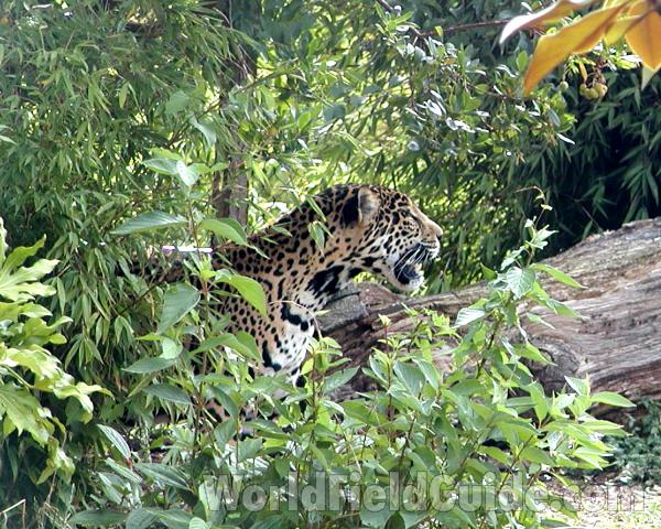 Side View Of Head<br>(Location of Picture: Woodland Zoo, Seattle, Wa, USA '07)