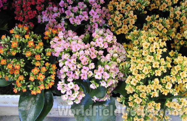 Various Colored Flowers<br>(Location of Picture: Commercially Grown)