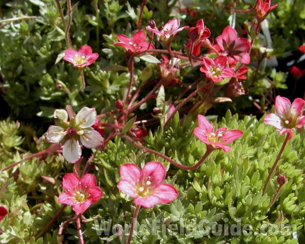 Top Of Plant in  Bloom<br>(Location of Picture: Commercially Grown)