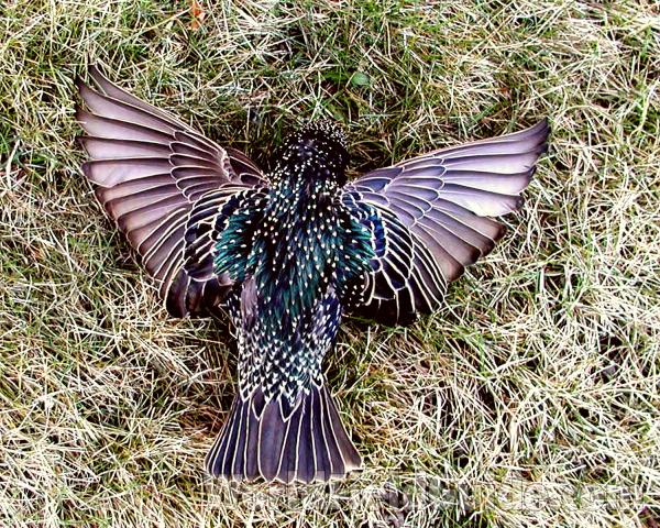 Dorsal View<br>(Location of Picture: Conconully, Washingotn, USA, 2008)