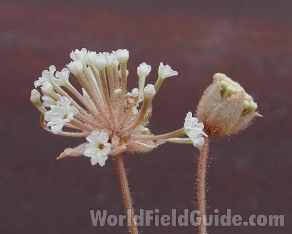 Umbels<br>(Location of Picture: Zion Park, Sw Utah, USA, 2008)