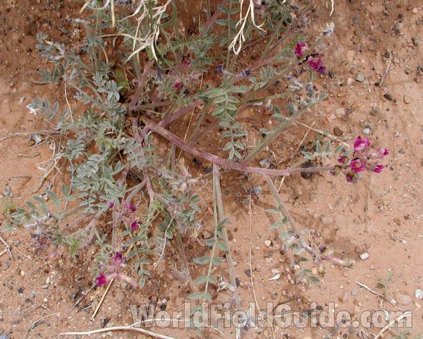 Habitat View - Full View<br>(Location of Picture: Zion Park, Sw Utah, USA, 2008)