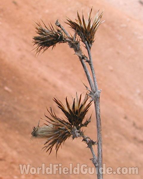 Top Of Plant in  Bloom (note Narrow Head)<br>(Location of Picture: Zion Park, Sw Utah, USA, 2008)