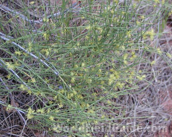 Silhouette - in  Canyon<br>(Location of Picture: Grand Canyon, Nw Arizona, USA, 2008)