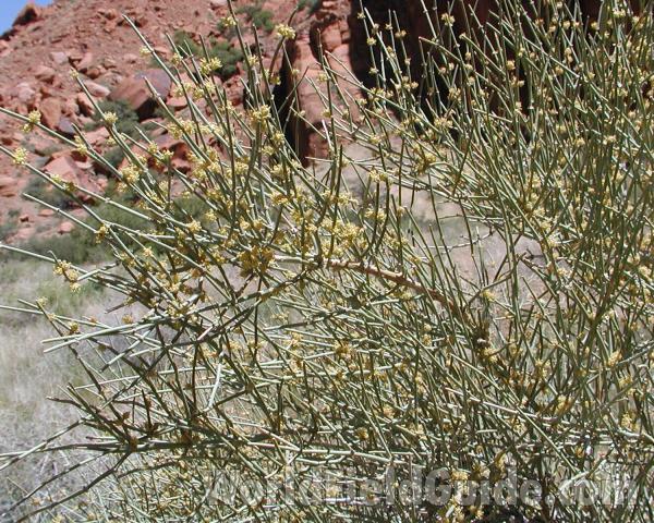 Habitat View - in  Canyon<br>(Location of Picture: Grand Canyon, Arizona, USA, 2008)