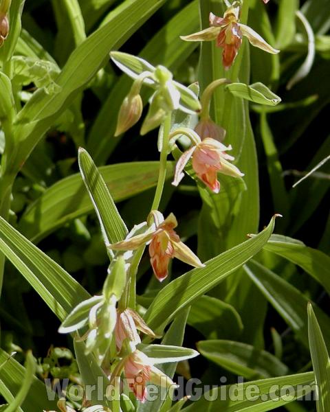 Flowers<br>(Location of Picture: Grand Canyon, Nw Arizona, USA, 2008)