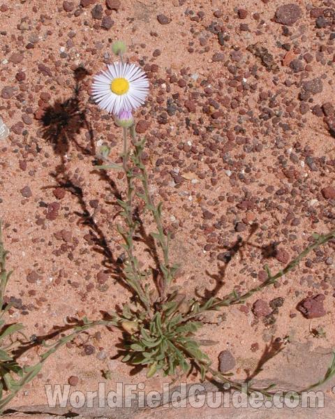 Silohouette<br>(Location of Picture: Zion, Sw Utah, USA, Spring 2008)