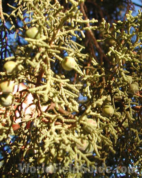 Fruits and Leaves<br>(Location of Picture: Arizona, USA, May 2008)