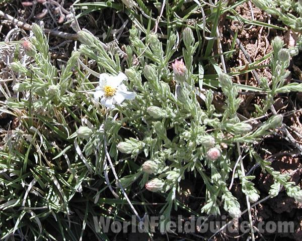 Top Of Plant in  Bloom<br>(Location of Picture: Grand Canyon, Arizona, USA, 2008)