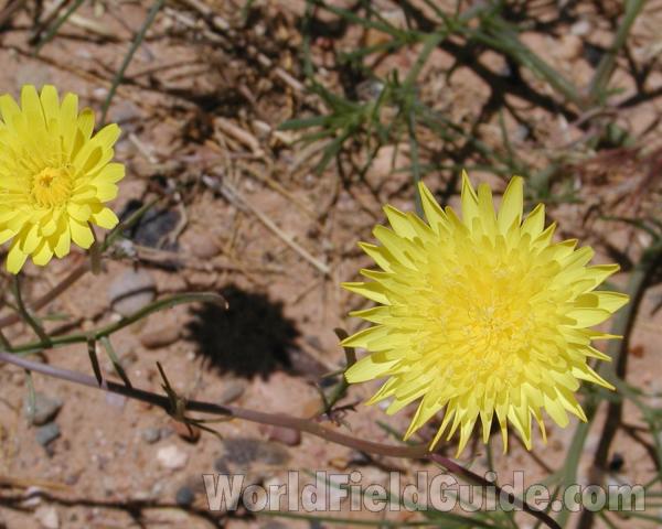Flowers - Front View<br>(Location of Picture: Zion Park, Sw Utah, USA, 2008)