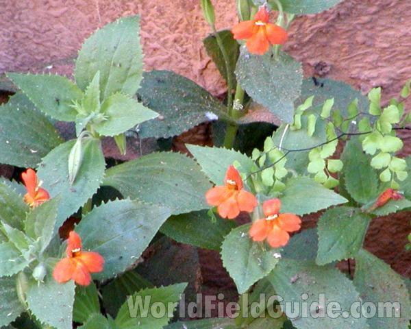 Flowers and Leaves<br>(Location of Picture: Zion Park, Sw Utah, USA, 2008)