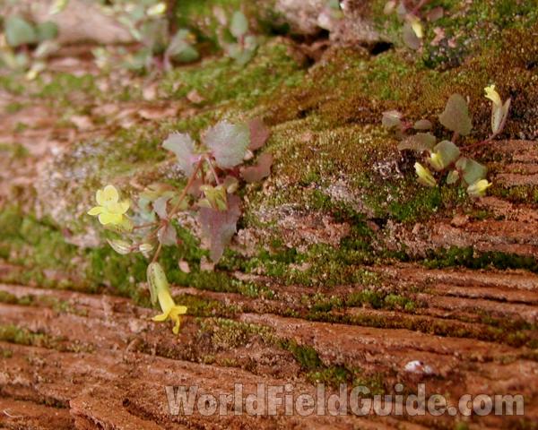Habitat View<br>(Location of Picture: Zion Park, Sw Utah, USA, 2008)
