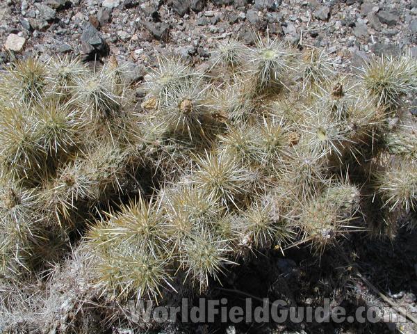 Close View Of Top Of Plant<br>(Location of Picture: Zion Park, Sw Utah, USA, 2008)