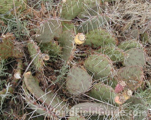 Pads and Spines<br>(Location of Picture: Grand Canyon, Nw Arizona, USA, 2008)