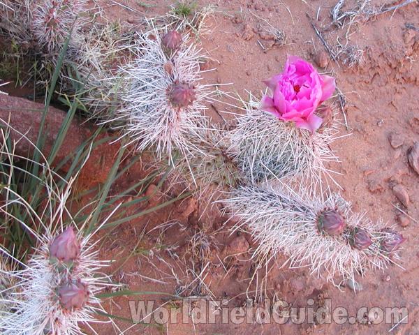 Habitat View in cluding Flower<br>(Location of Picture: Tucson, Arizona, USA, 2008)