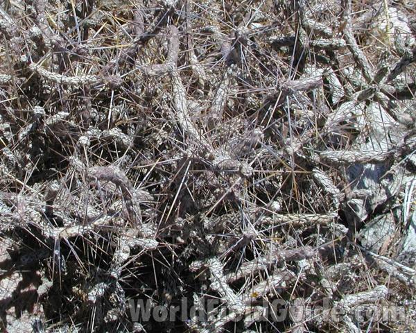 Habitat View<br>(Location of Picture: Grand Canyon, Nw Arizona, USA, 2008)
