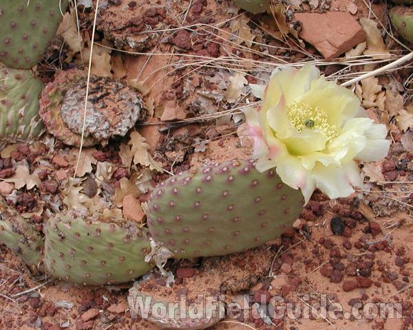 Pad With Flower<br>(Location of Picture: Grand Canyon, Nw Arizona, USA, 2008)