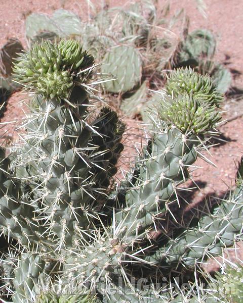 Stem - Side View<br>(Location of Picture: Zion Park, South West Utah, USA, 08)