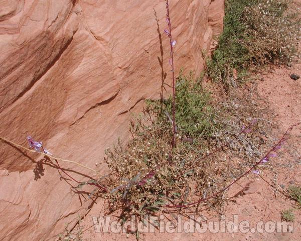Habitat View<br>(Location of Picture: Zion Park, Sw Utah, USA, 2008)