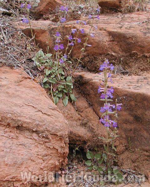 Habitat View<br>(Location of Picture: Zion Park, Sw Utah, USA, 2008)