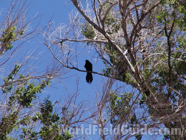 Habitat - in  Tree<br>(Location of Picture: Cameron, Arizona, USA, 2008)