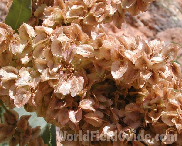Close View Of Fruits<br>(Location of Picture: Zion Park, Sw Utah, USA, 2008)