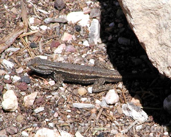 Habitat View - Angle View<br>(Location of Picture: Grand Canyon, Nw Arizona, USA, 2008)