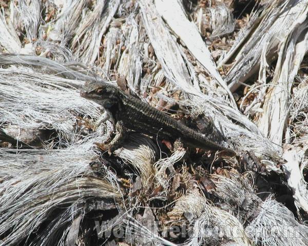 Habitat View - Darker Specimen<br>(Location of Picture: Grand Canyon, Nw Arizona, USA, 2008)