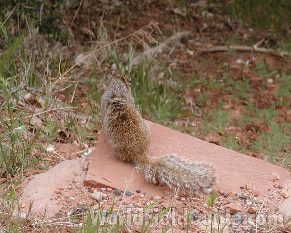 Rear View in  Habitat<br>(Location of Picture: Utah, USA, 2008)