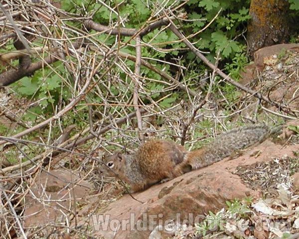 Side View in  Habitat<br>(Location of Picture: Utah, USA, 2008)