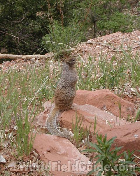 Rear Angle View in  Habitat<br>(Location of Picture: Utah, USA, 2008)