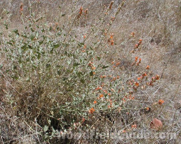 Habitat View<br>(Location of Picture: Zion Park, Sw Utah, USA, 2008)