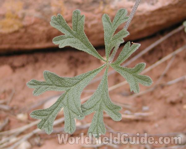 Leaf<br>(Location of Picture: Zion Park, Sw Utah, USA, 2008)