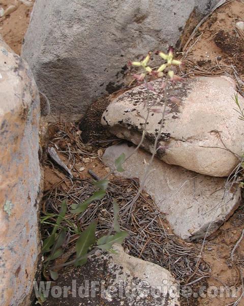 Leaves<br>(Location of Picture: Zion Park, Sw Utah, USA, 2008)