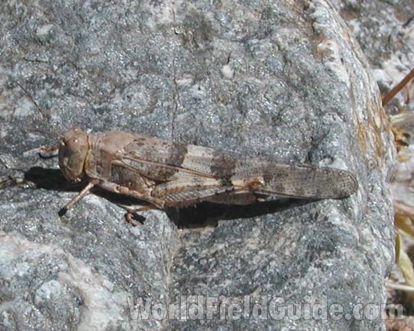 On Boulder - Id Tentative<br>(Location of Picture: Page, Arizona, USA, 2008)