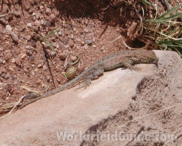 Dark Phase - Side View in  Habitat<br>(Location of Picture: Zion, Sw Utah, USA, 2008)