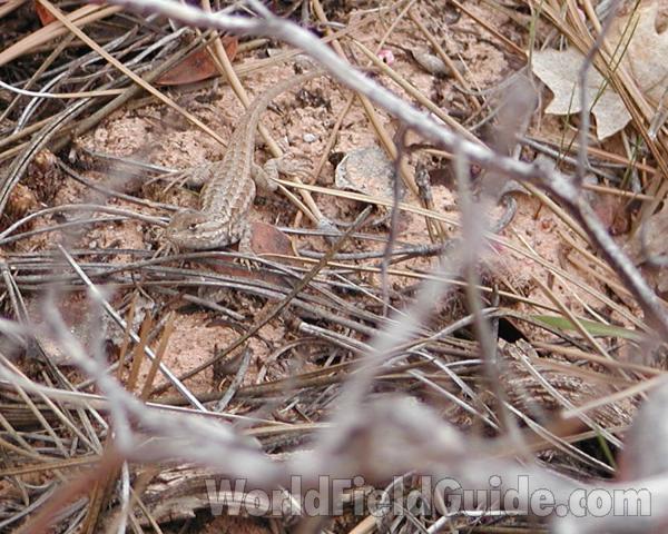 Doubtful Identification - Light Phase<br>(Location of Picture: Zion, Sw Utah, USA, 2008)