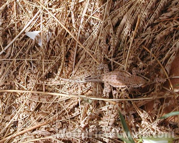 Dark Phase - in  Habitat<br>(Location of Picture: Zion, Sw Utah, USA, 2008)