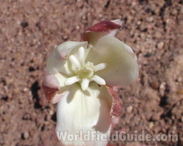 Flower - Front View<br>(Location of Picture: Zion Park, Sw Utah, USA, 2008)