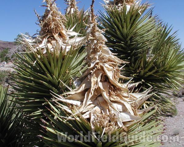 Leaves in  Habitat<br>(Location of Picture: Las Vegas, Nevada, USA, 2008)