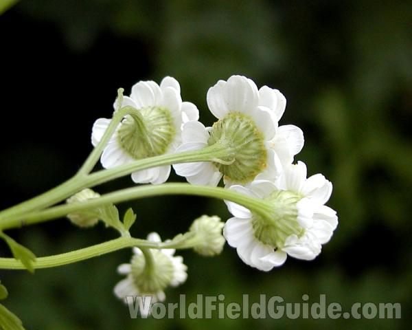 Flower - Rear View<br>(Location of Picture: Omak, Washington, USA, 2008)