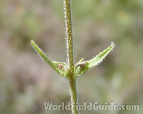 Stem and Leaf<br>(Location of Picture: Creston, Washington, USA, 2008)