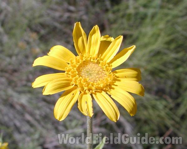 Flower - Front View<br>(Location of Picture: Creston, Washington, USA, 2008)