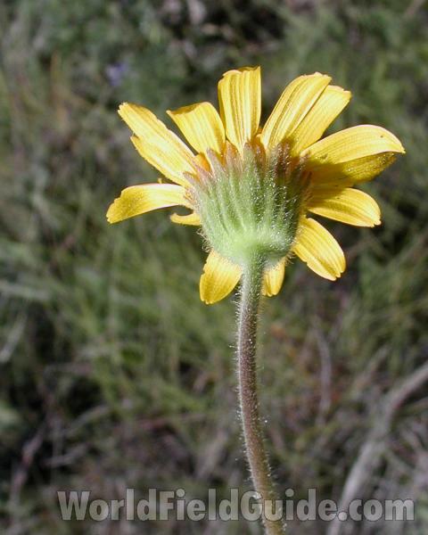 Flower - Rear View<br>(Location of Picture: Creston, Washington, USA, 2008)
