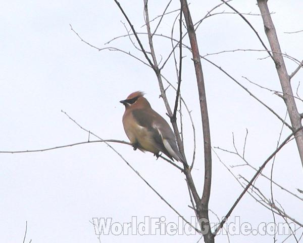 In Tree<br>(Location of Picture: Okanogan, Wa, USA, 2008)