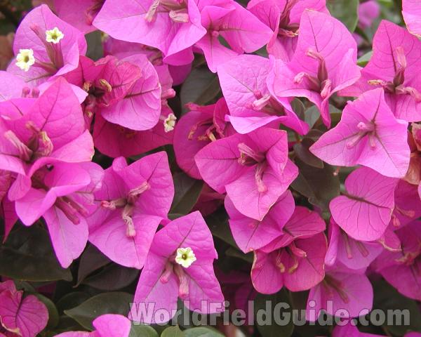 Flowers With Bright Pink Bracts<br>(Location of Picture: Shady Creek Nursery, Wa, USA, 2008)