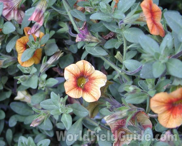 Orange Mix - Top Of Plant in  Bloom<br>(Location of Picture: Shady Creek Nursery, Wa, USA, 2008)